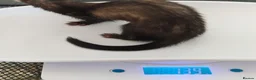 Ferret rodents for sale: Micro ferrets kits - Advert 5