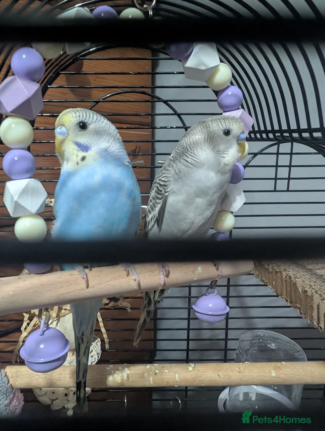 Budgerigars birds for sale: Budgies less than a year old  - Advert 6