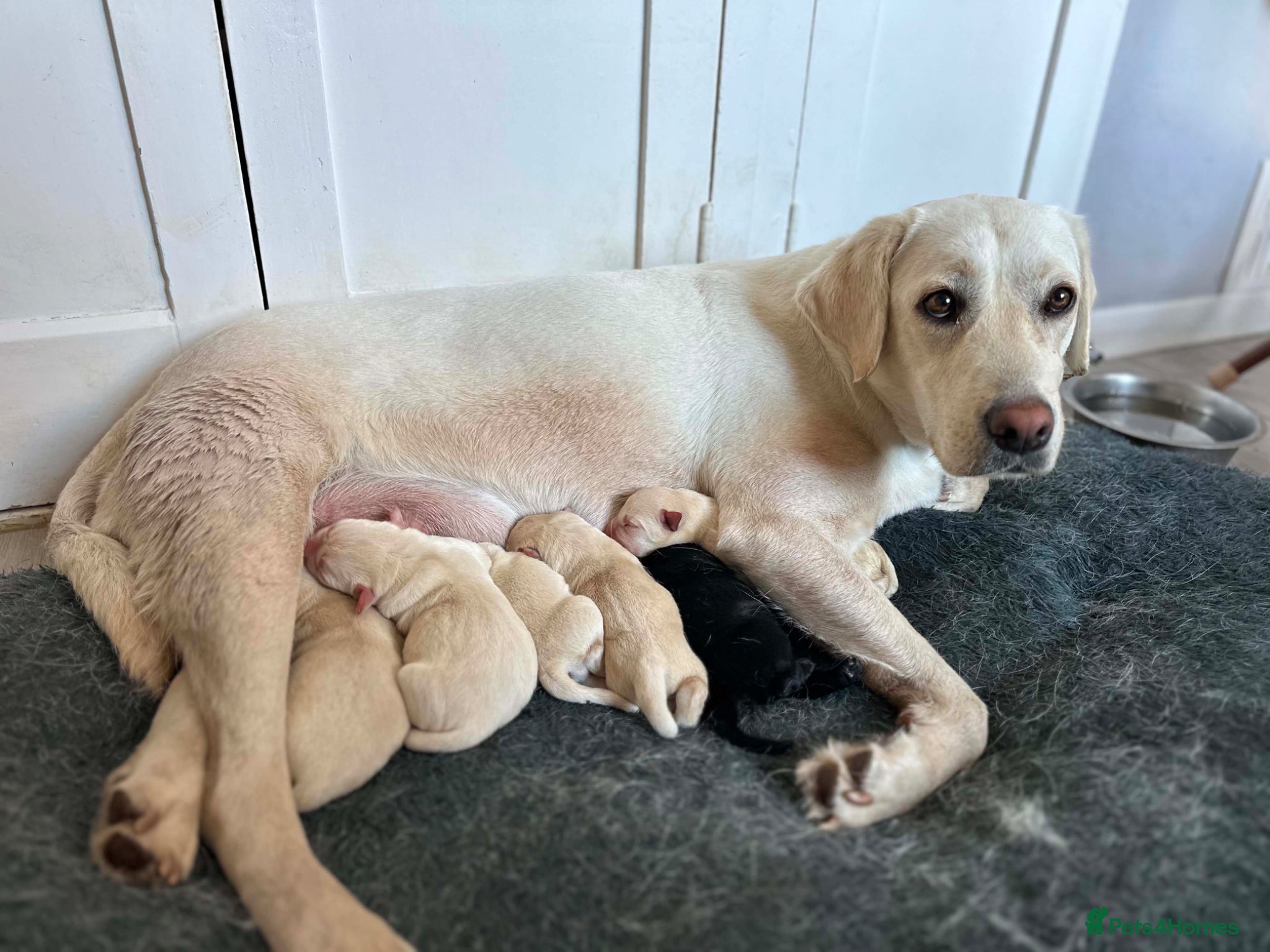 Labrador Retriever dogs ADORABLE LABRADOR PUPPIES FOR SALE 🐾 - Advert 2