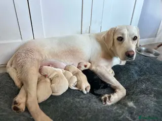 Labrador Retriever dogs ADORABLE LABRADOR PUPPIES FOR SALE 🐾 - Advert 1