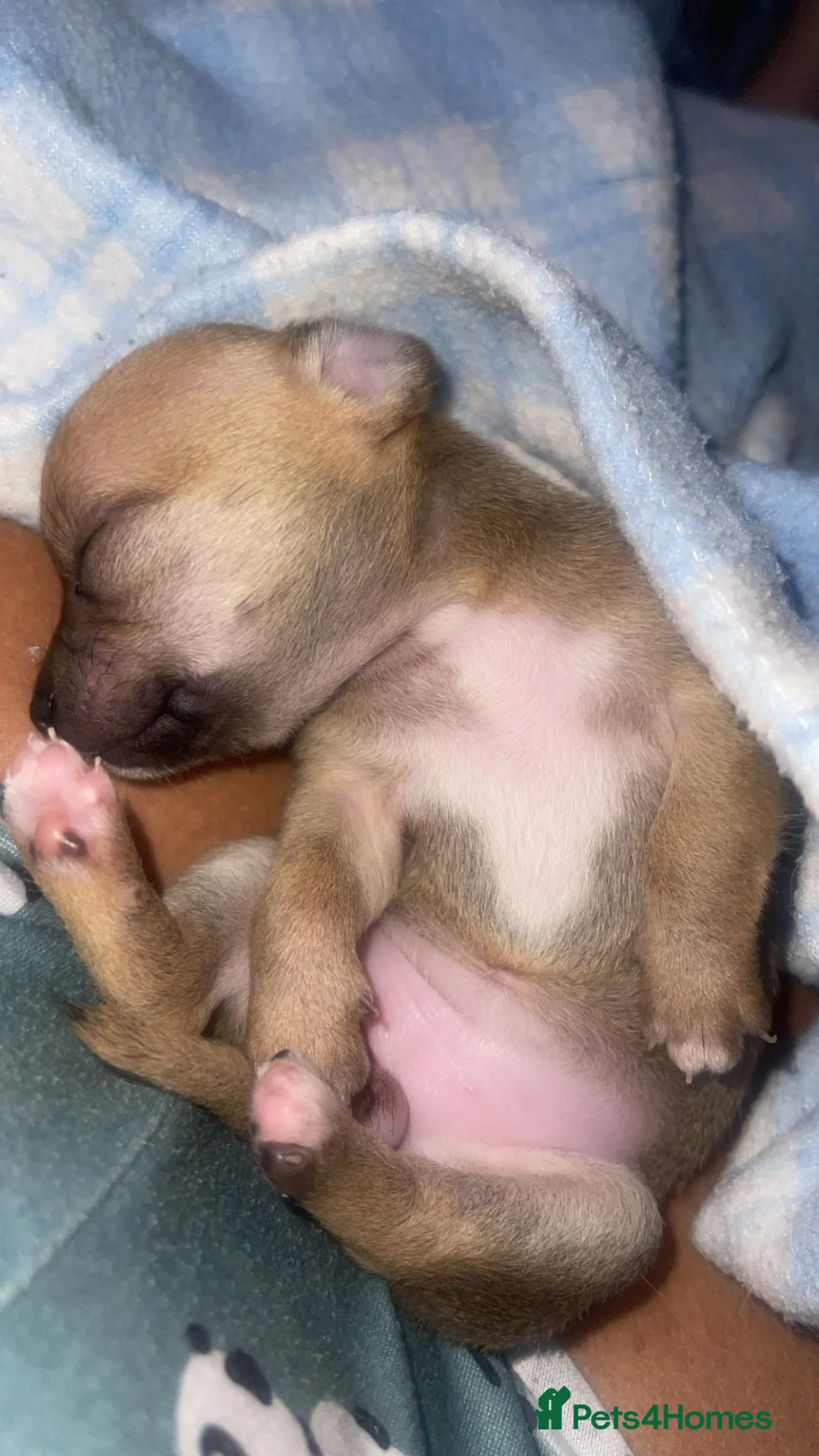 Chihuahua dogs for sale: Beautiful chihuahua pups  - Advert 2