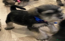 Miniature Schnauzer dogs for sale: Miniature Schnauzer Puppies-  - Image 13