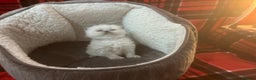Persian cats for sale: 4 ADORABLE LITTLE CUTIE PIES, (READY 9TH JAN)  - Advert 7