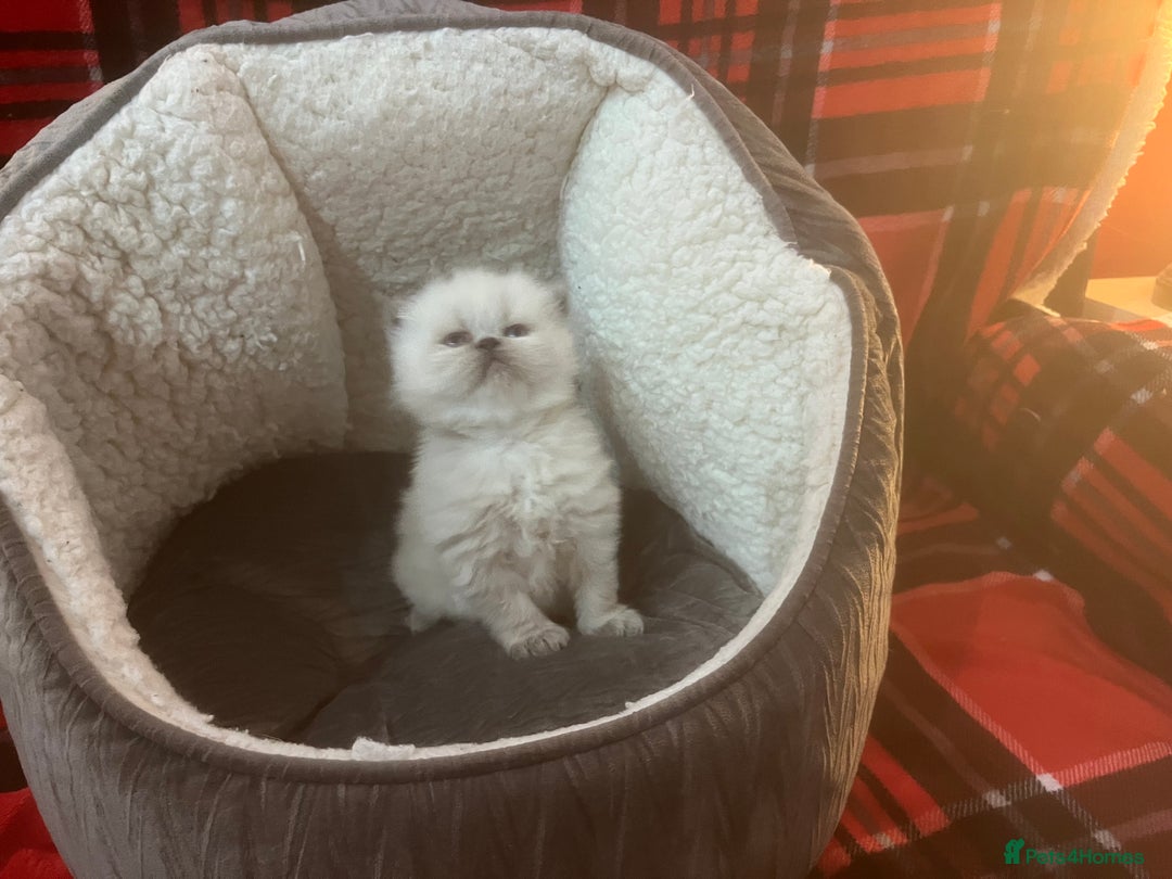 Persian cats for sale: 4 ADORABLE LITTLE CUTIE PIES, (READY 9TH JAN)  - Advert 7