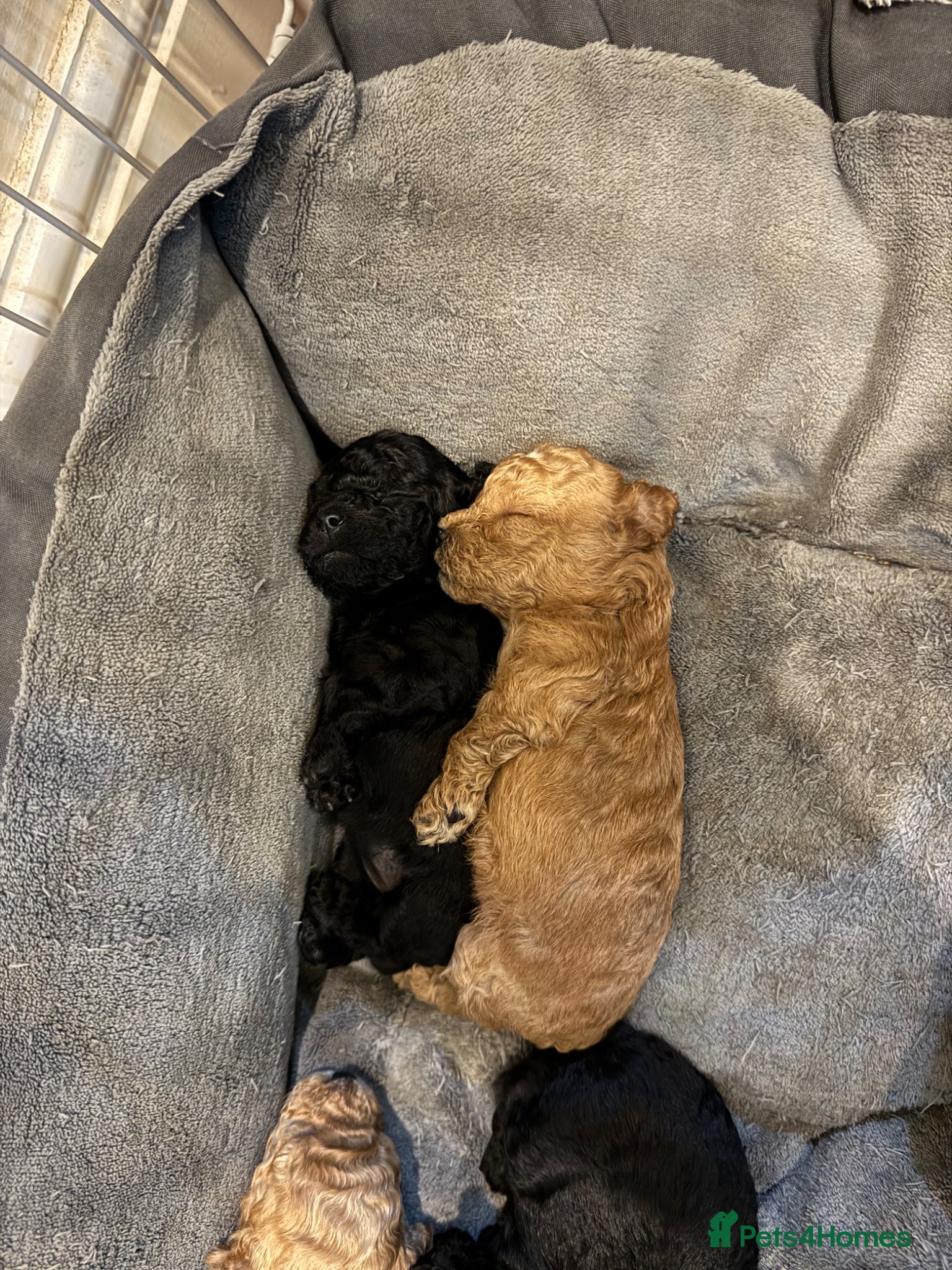 Toy Poodle dogs for sale: Beautiful half Asian puppies 🐻❤️ - Advert 1