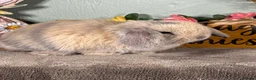 Mini Lop rabbits for sale: Lovely selection of *vaccinated* mini lop babies in Llandysul - Advert 4