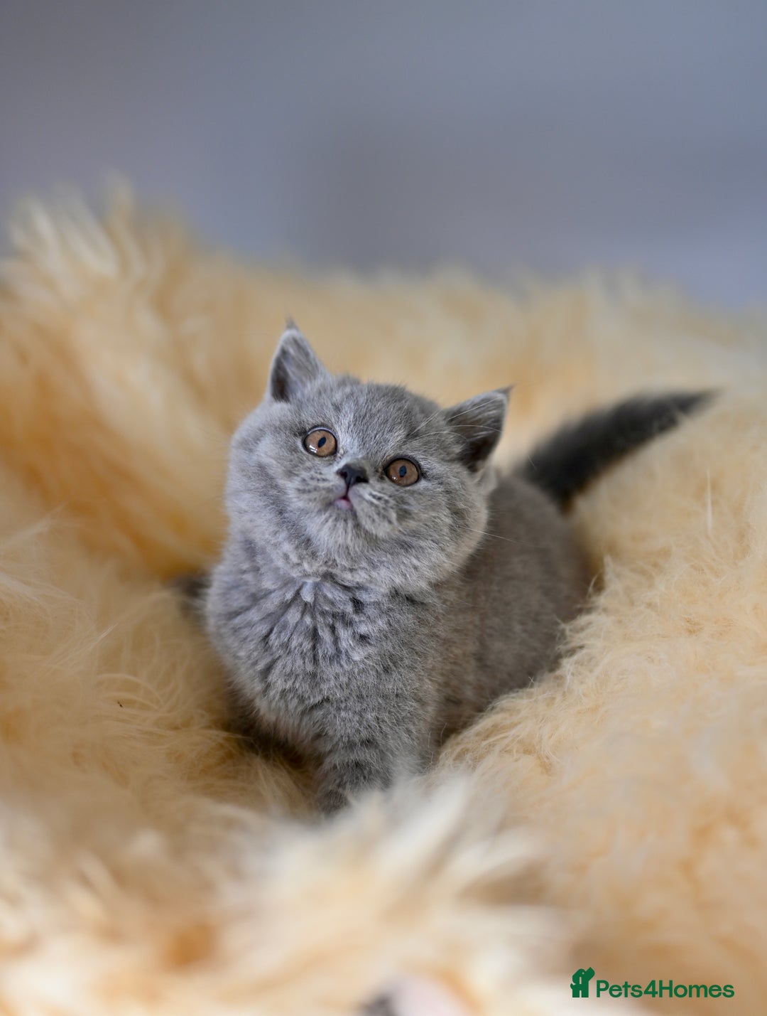 British Shorthair cats for sale: GCCF reg blue kittens  - Image 15