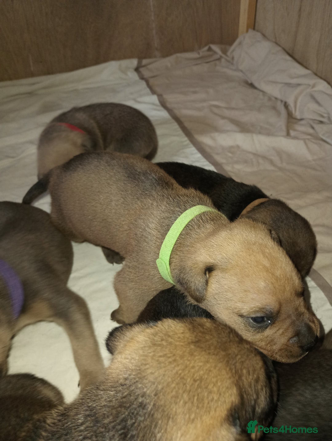 Mixed Breed dogs for sale: Mastiff x rottweiler  - Image 7