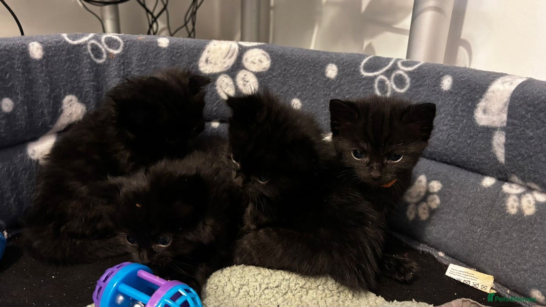 Domestic Shorthair cats for sale: Black kittens - Image 4