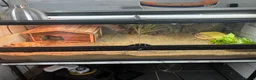 Tortoise reptiles for sale: 2 Horsefield tortoises for rehoming  - Advert 4