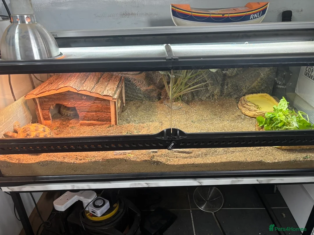 Tortoise reptiles for sale: 2 Horsefield tortoises for rehoming  - Advert 4