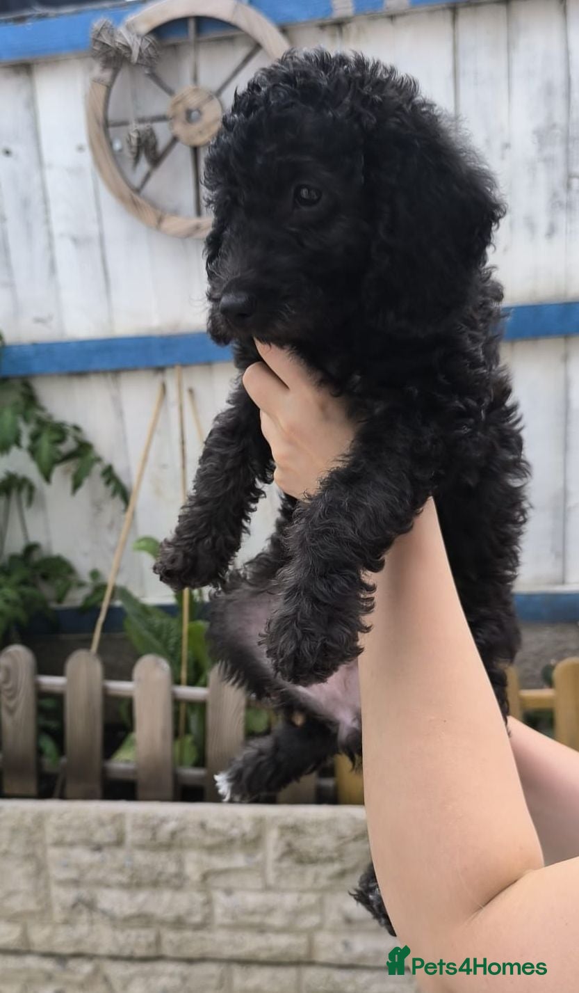 Labradoodle dogs Beautiful F1b Labradoodles READY TO GO - Advert 2