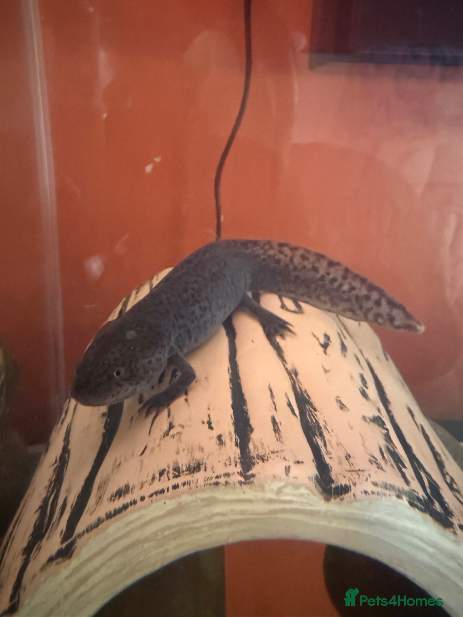 Axolotl reptiles Black axolotl - Advert 2