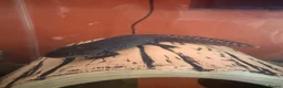 Axolotl reptiles for sale: Black axolotl in Kingston upon Thames - Advert 1
