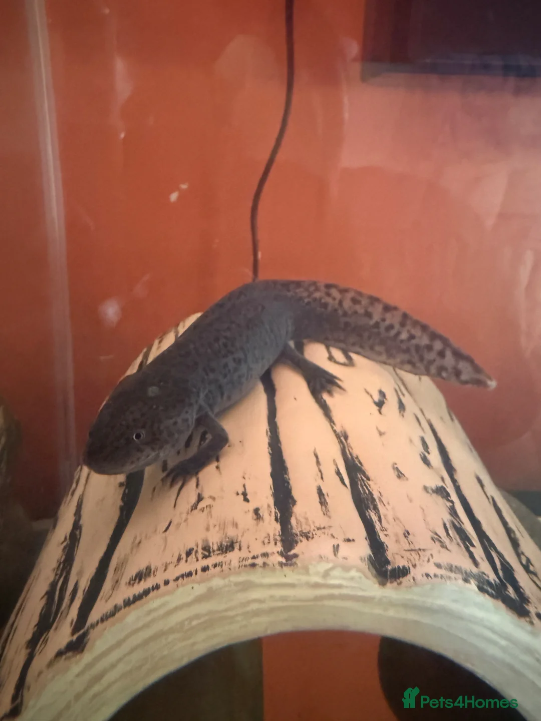 Axolotl reptiles for sale: Black axolotl in Kingston upon Thames - Advert 1