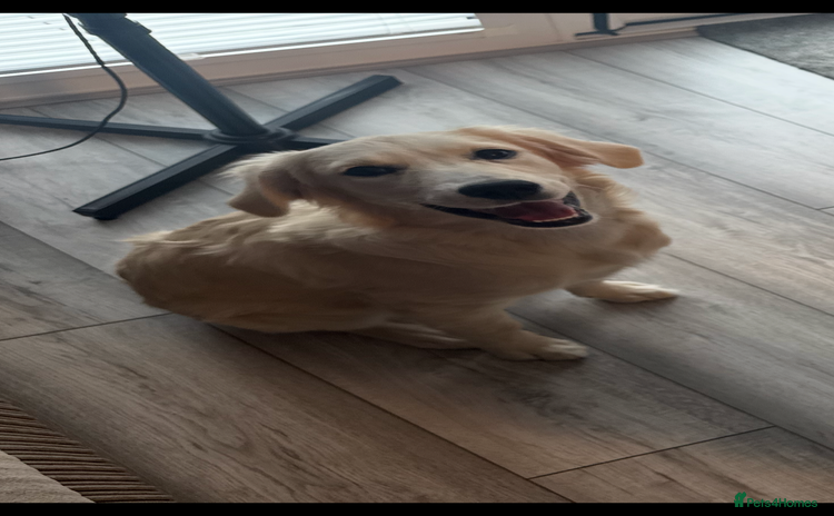 Golden Retriever dogs - Advert 11