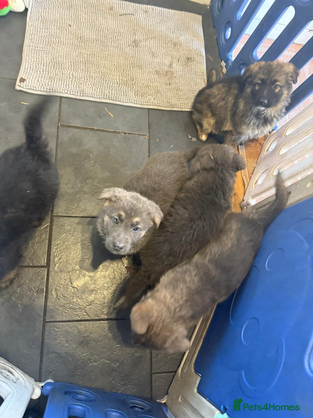 German Shepherd dogs for sale: German shepherd puppies - Advert 10