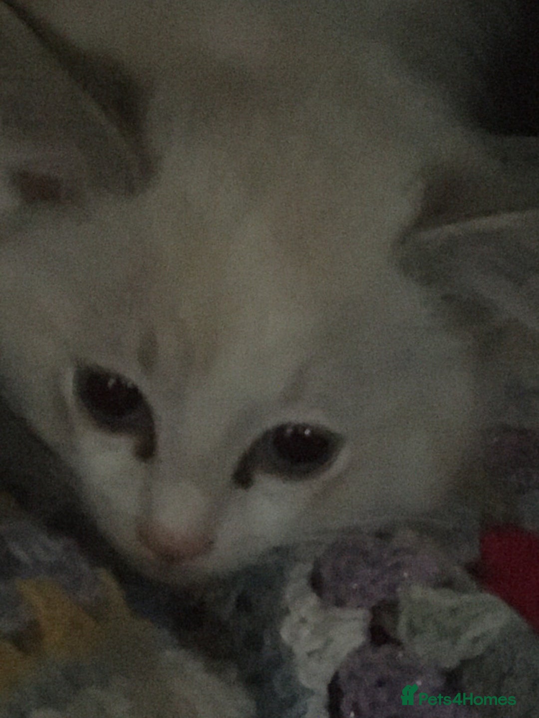Ragdoll cats for sale:  Ragdoll Kittens HCM and PKD genes clear - Image 15