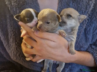 Chihuahua dogs Chihuahua Female Puppies For Sale - Advert 20