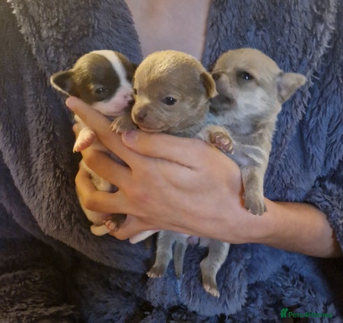 Chihuahua dogs Chihuahua Female Puppies For Sale - Advert 3