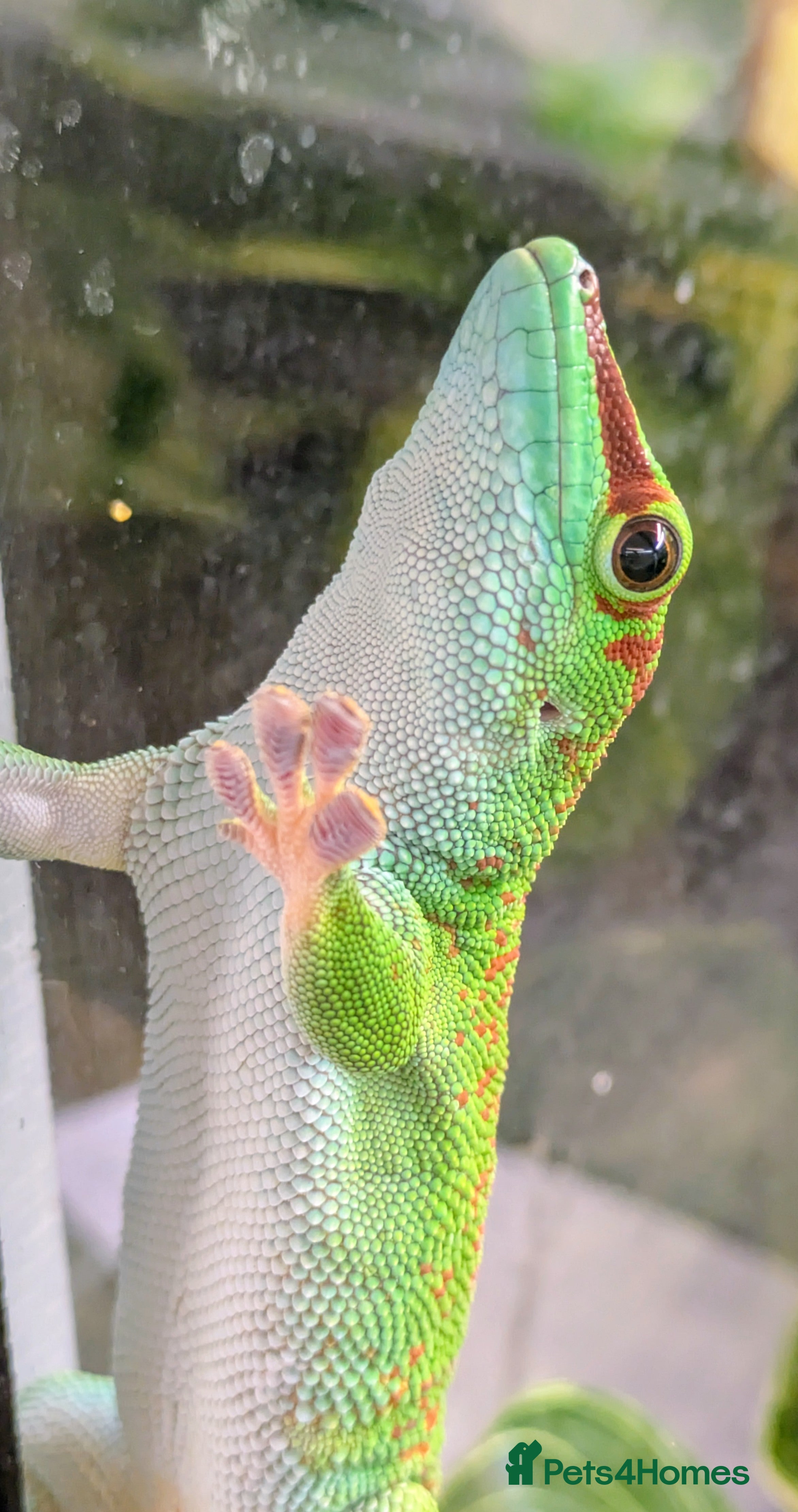Gecko reptiles 2 High Red Madagascan Day Gecko (Phelsuma Grandis) - Advert 1