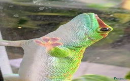Gecko reptiles for sale: High Red Madagascan Day Gecko (Phelsuma Grandis) - Image 1