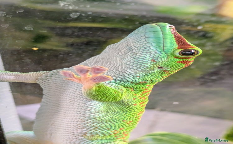 Gecko reptiles - Advert 4