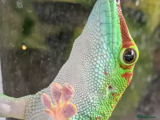 Gecko reptiles 2 High Red Madagascan Day Gecko (Phelsuma Grandis) - Advert 1