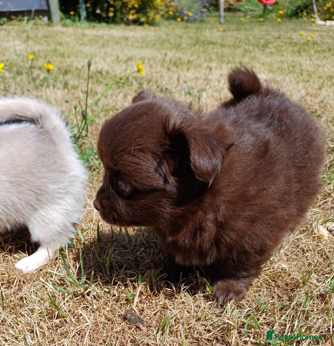 Pomchi dogs for sale: Pomchi - Image 6