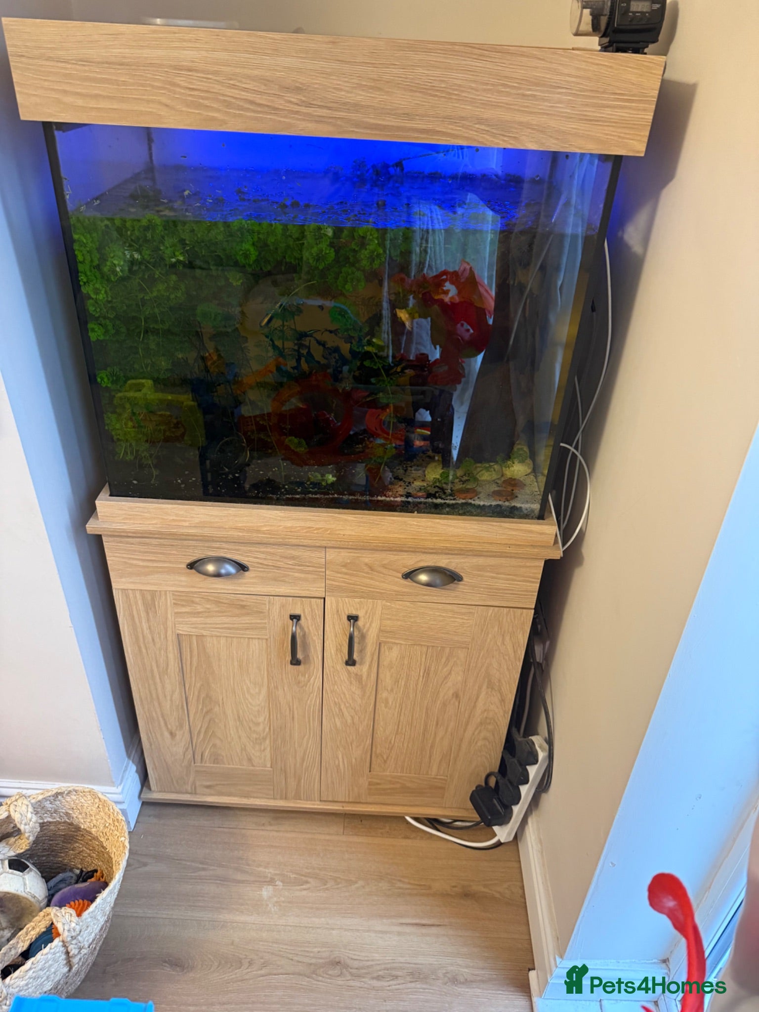 Corys fish Fish tank and mixed tropical fish - Advert 3