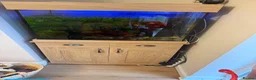 Corys fish for sale: Fish tank and mixed tropical fish - Advert 1