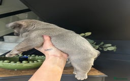 French Bulldog dogs for sale: French bulldog pups  - Advert 3