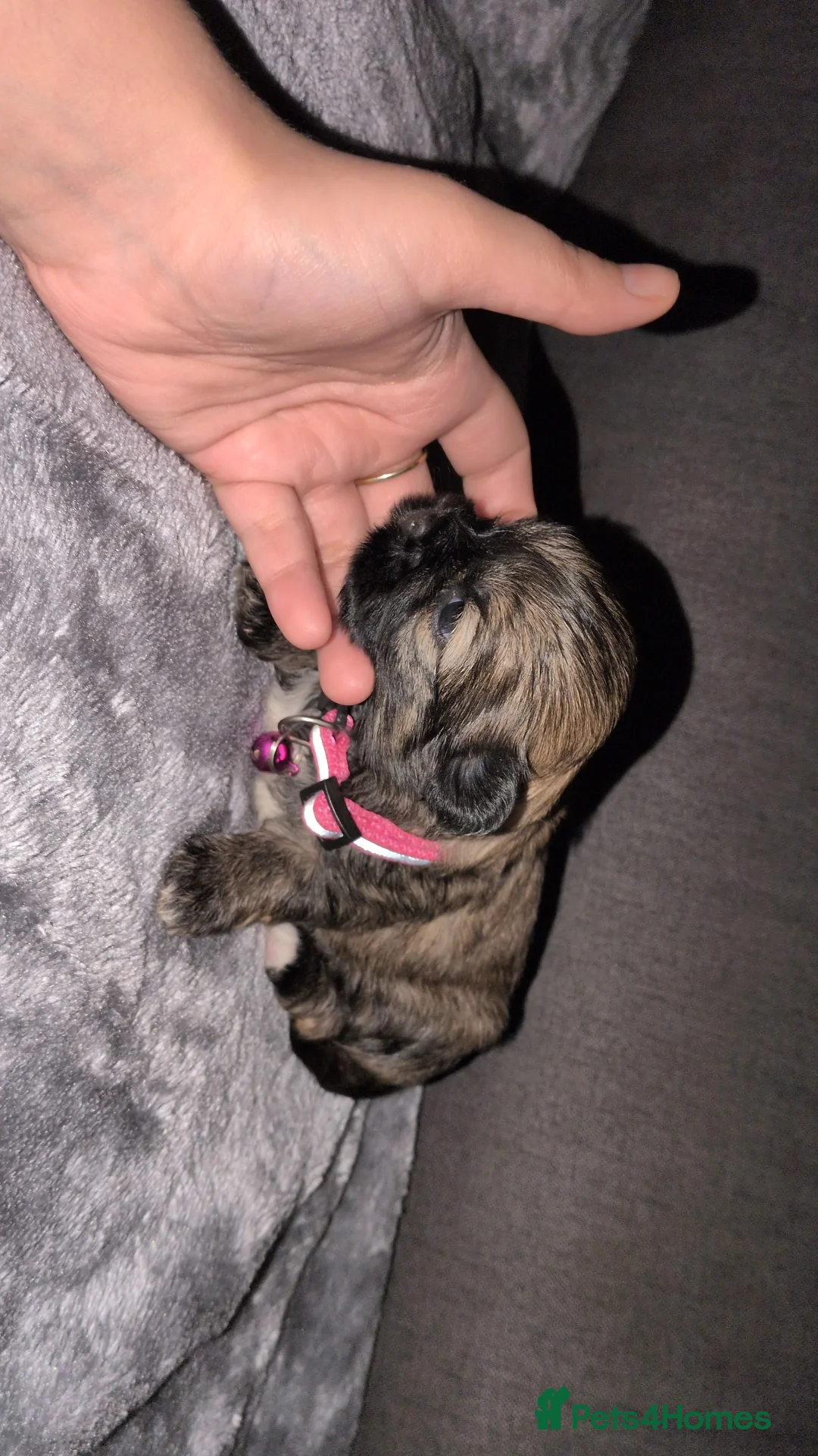 Lhasa Apso dogs for sale: 4 Beautiful beautiful Lhasa Apso Babies For Sale  - Advert 7