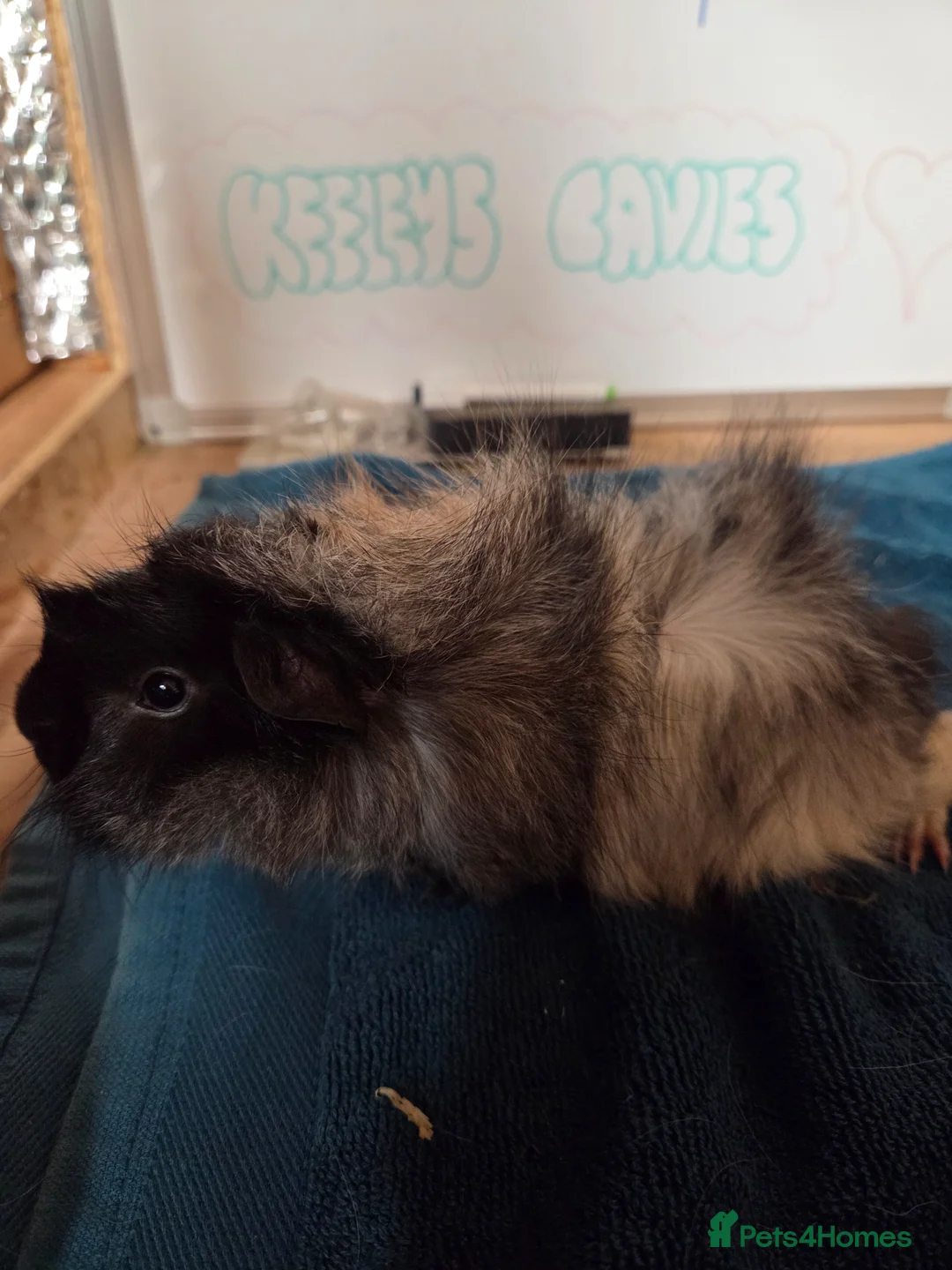 Guinea Pig rodents for sale: Gorgeous roan baby boy guinea pig - Advert 2