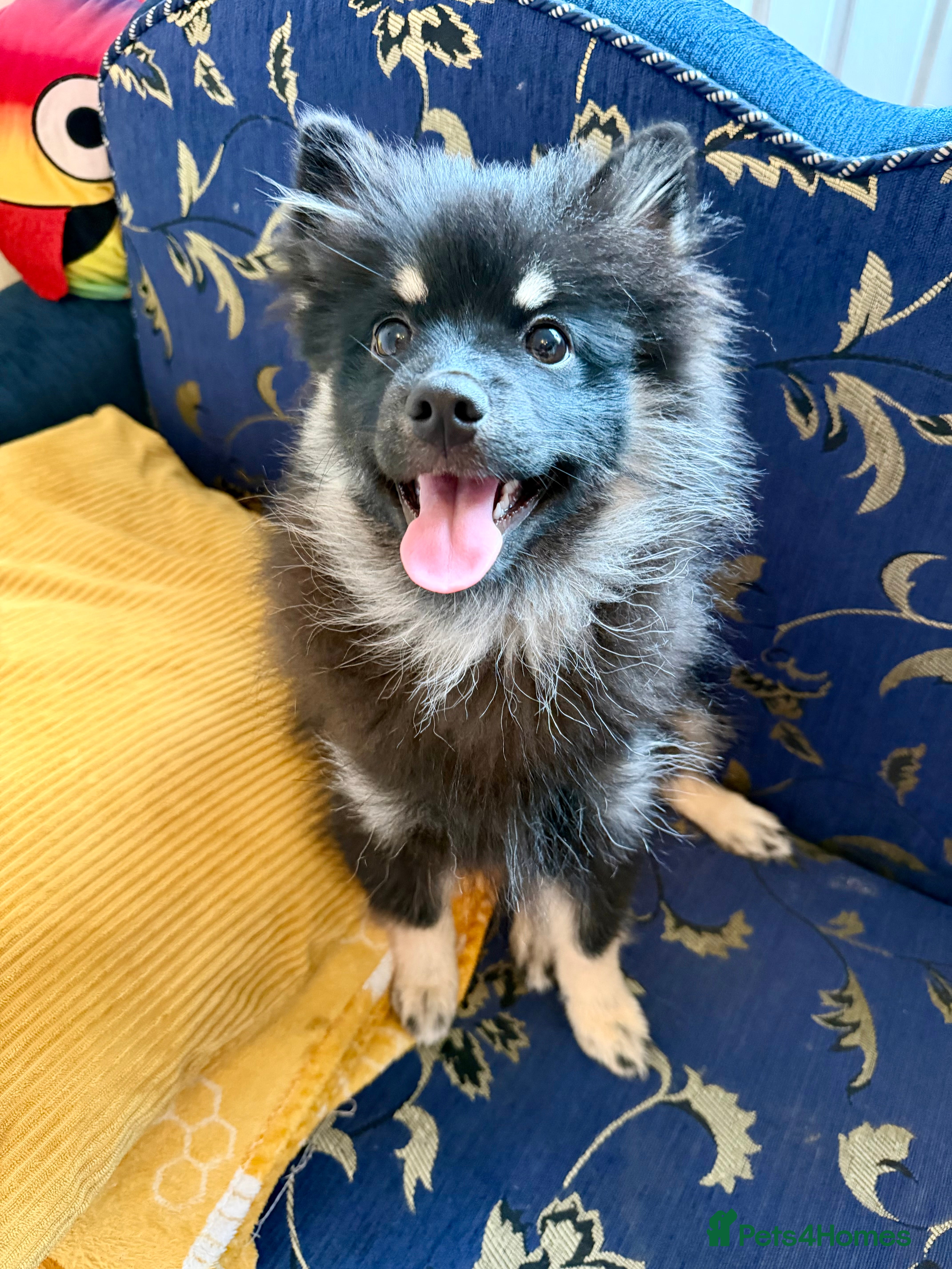 Pomeranian dogs Sweet Pomeranian girl  - Advert 1