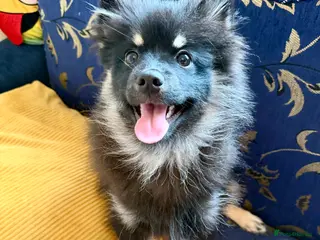 Pomeranian dogs Sweet Pomeranian girl - Advert 1