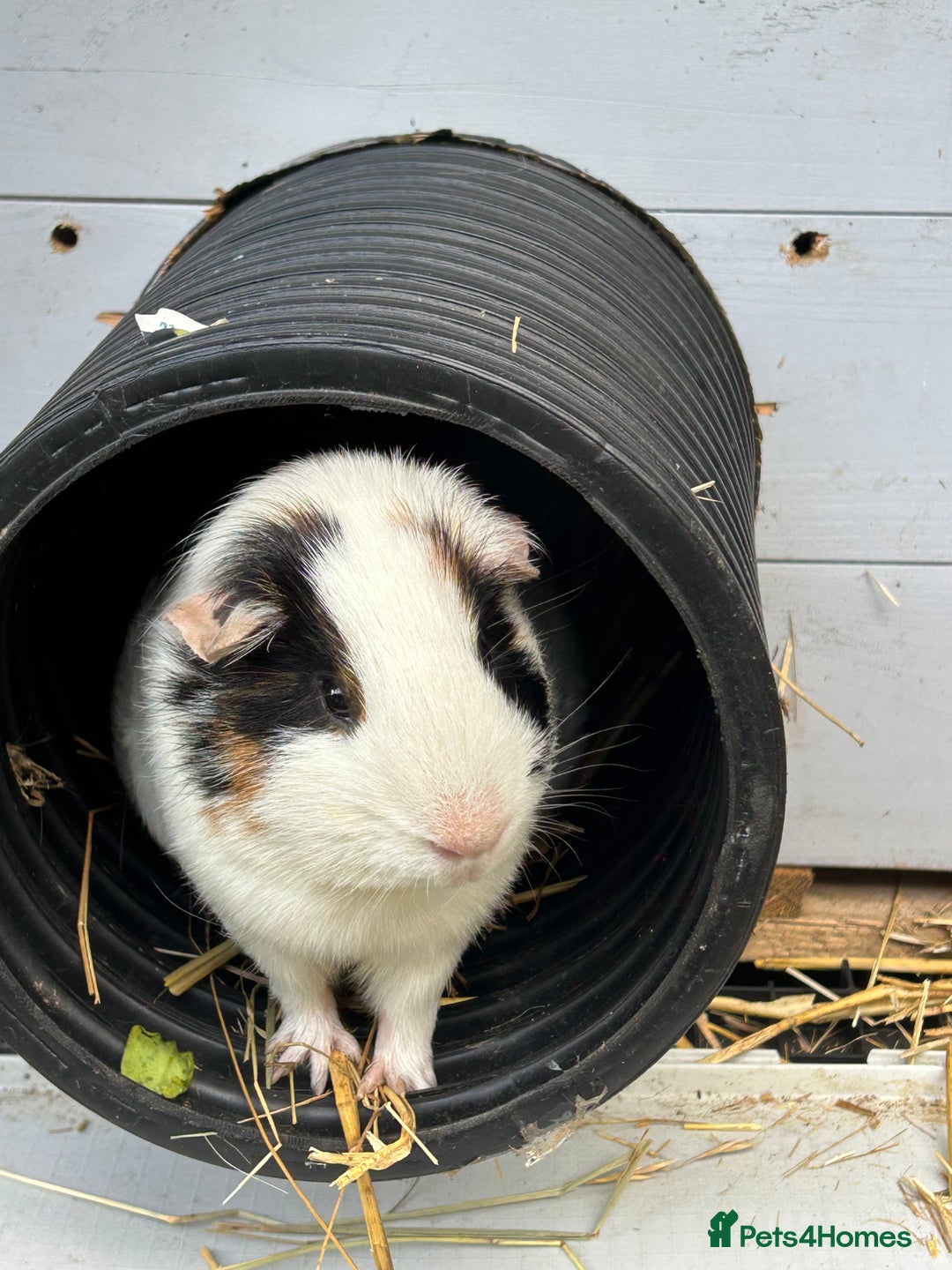 Guinea Pig rodents for sale: Entire male guinea pig needs new home - Image 2