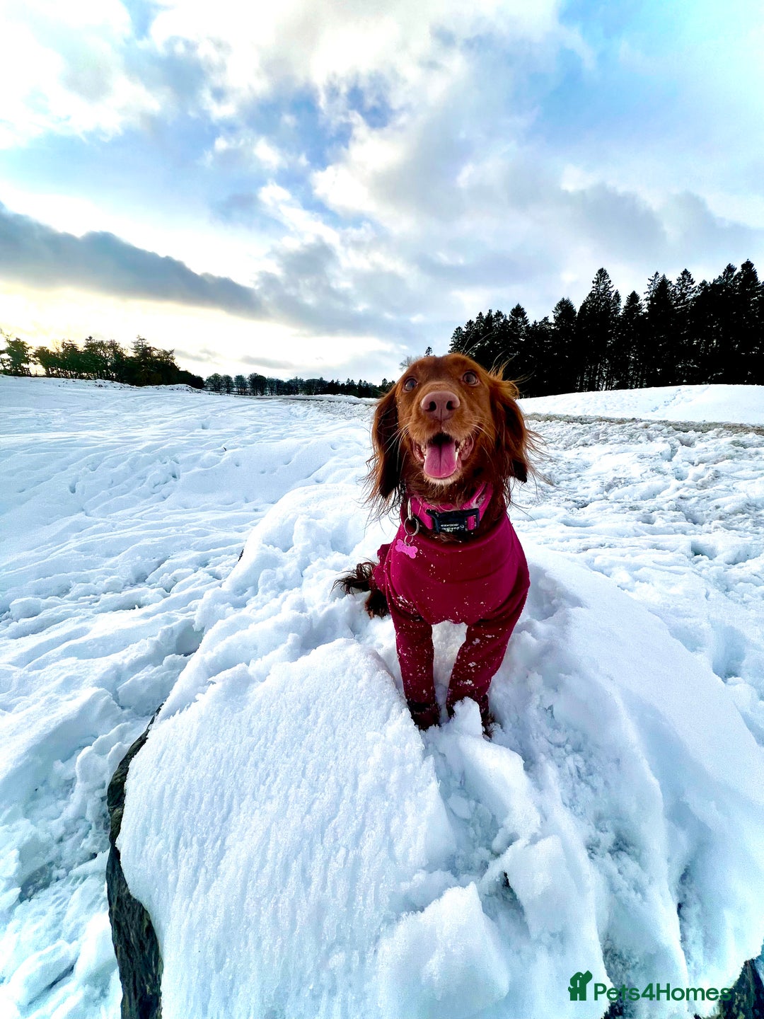 Cocker Spaniel dogs for sale: 🧡 Waiting List OPEN! 🧡 Fox Red WCS - Image 13