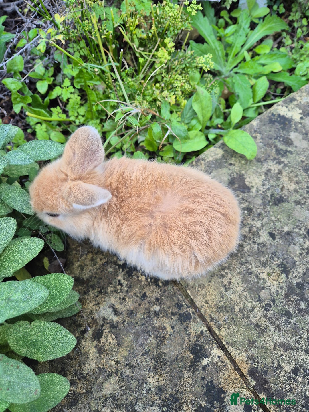 Mini Lop rabbits for sale: Mini Lops  - Image 9