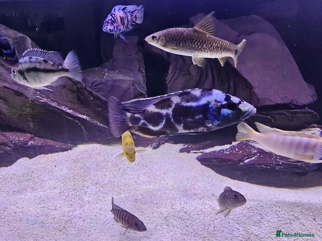 Cichlids fish for sale: African cichlids -  - Image 4