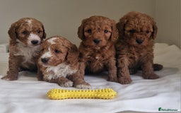 Cockapoo dogs for sale: Beautiful Cockapoo Puppies  - Image 3