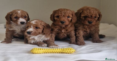 Cockapoo dogs - Advert 13