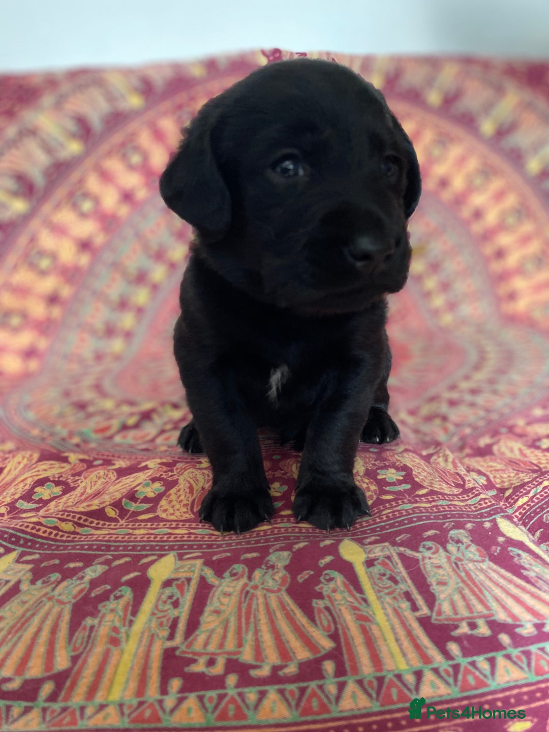 Mixed Breed dogs for sale: Beautiful pointer lab puppies!  - Image 38