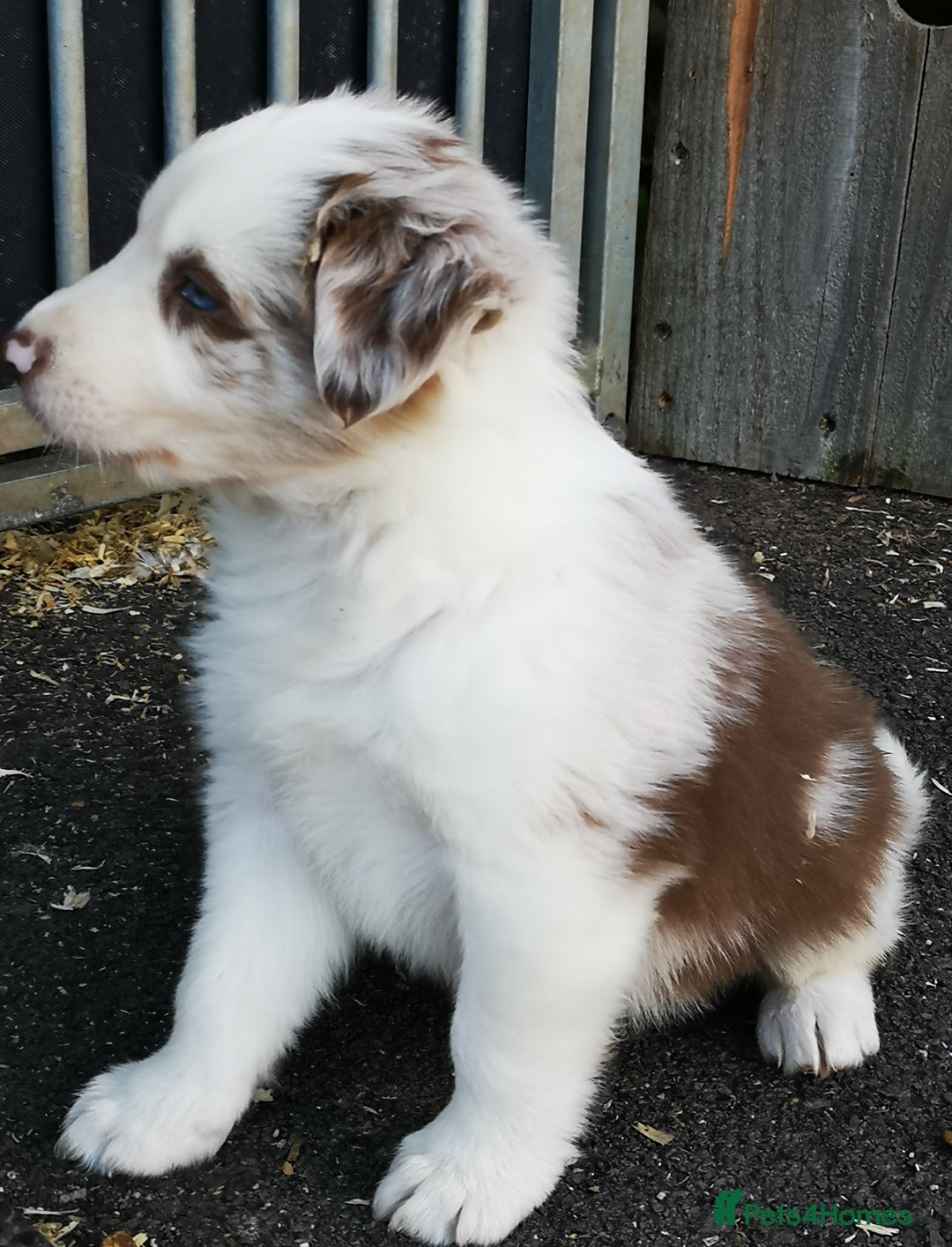 Border Collie dogs for sale: Stunning Fluffy Border Collies Puppies for Sale - Image 7