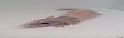 Rat rodents for sale: Beautiful rat pups - Advert 7