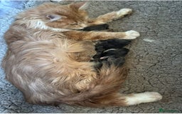 Maine Coon cats for sale: Gccf Maine Coon Girls - Image 6