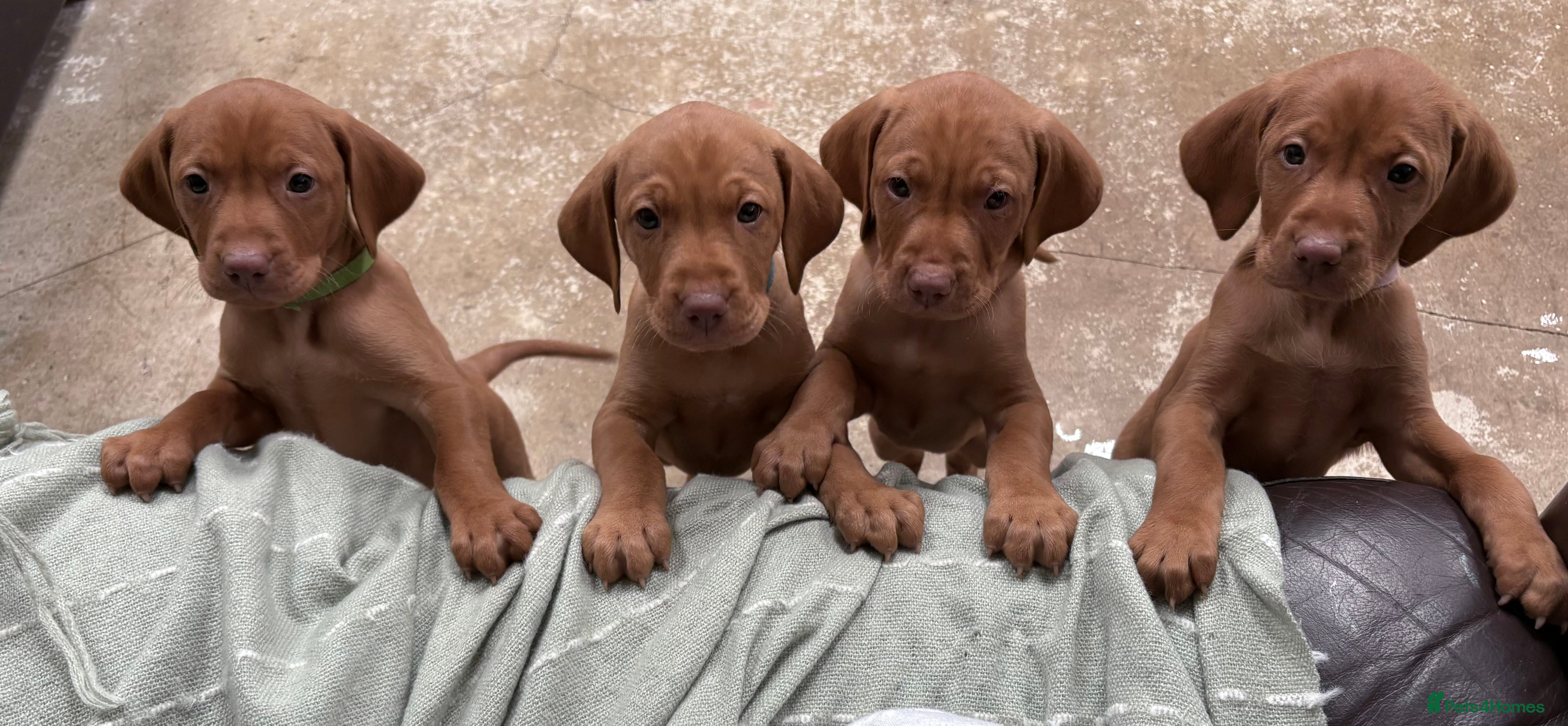 Hungarian Vizsla dogs Hookside Hungarian Viszla Puppies - Advert 2
