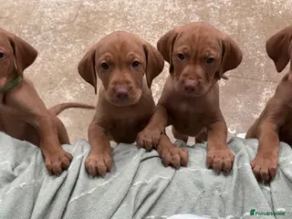 Hungarian Vizsla dogs Hookside Hungarian Viszla Puppies - Advert 2