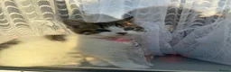 Turkish Angora cats for sale: White and tabby kitten  in Leicester - Advert 7