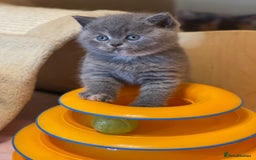 British Shorthair cats for sale: Beautiful British Shorthair Kittens – ReadyOctober - Image 2